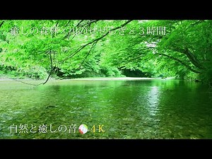 【自然の音】新緑の森林風景と川のせせらぎ、ストレス、疲労軽減、癒し、睡眠、リラックス、作業用BGM/River Sound/Nature Sounds/ASMR/4K