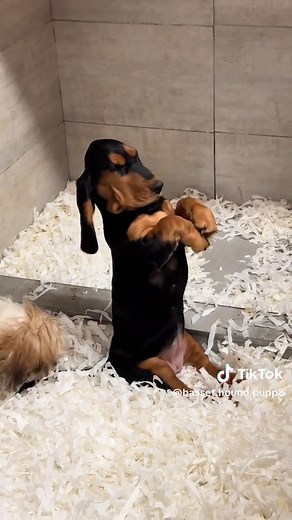 Playful Basset Hound Puppies in Action