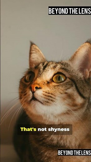 Why Your Cat Does THIS 🐱💔 (20 Behaviors Finally Explained)