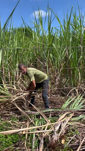 Harvesting Sugarcane: A Step-by-Step Guide