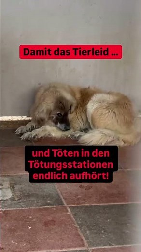 Castration instead of killing: The right way to end suffering ✂️❤️