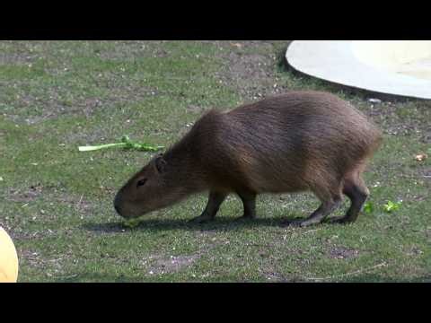 Bratislavská zoologická záhrada otvorila hlavnú sezónu