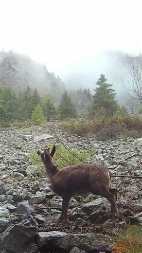 Eterlou gourmand / Food-loving yearling chamois