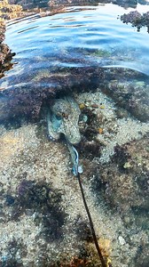 Hungry Octopus Attacking Octopus Feet 😳😳 Attracting Bait #octopus🐙 #hunting #foryoupage #pulpo #pulpos #sealife #bait #easy #way #sea | صياد طرفاوي sayad tarfawi