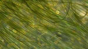 Green Algae Cyanobacteria Oscillatoria Under Microscope Stock Footage Video (100% Royalty-free) 1052156887 | Shutterstock