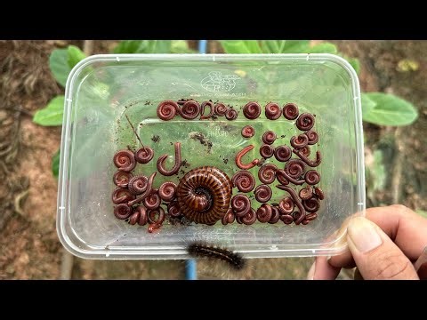 Catching Strange Insects Living Around My Home – I Found a Giant Millipede and Its Tiny Friends!