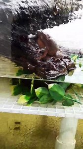 3.3K views · 102 reactions | Listen to this male Yellow Spotted Climbing Toad court the female in one of our rain chambers that simulates breeding! | Josh's Frogs | Facebook