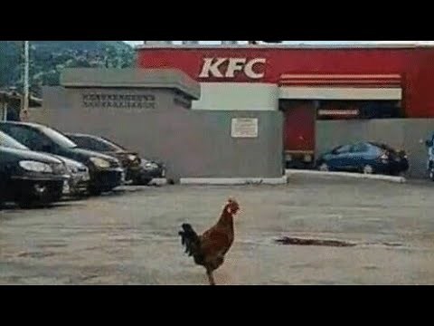 chicken walks in kfc meme 😂