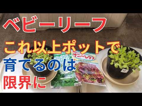 2/15【ベビーリーフ】発芽 本葉が出始めたのでこれ以上ポットで育てるのは限界になって来ました