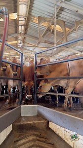 Visiting a California Dairy Farm with IowaDairyFarmer This Farm was milking mostly Jersey's | Farmhand Mike