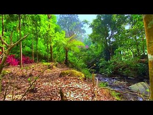 1080p Video of a Stunning Autumn Waterfall and Falling Leaves. Relaxing Nature Sounds Autumn Leaves