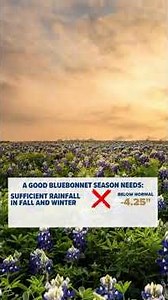 Bluebonnet Season is here!