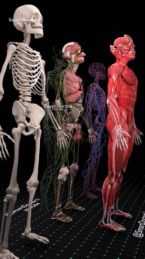The Human Body Revealed Like Never Before 👁️🔥 . . Experience the human body in a way you’ve never seen before. This full 3D animation reveals every system of the body — skeleton, muscles, organs, blood vessels, nerves, and more — all shown layer by layer in stunning detail. Watch how the body transforms as each system appears and connects: the beating heart, the lungs expanding, the digestive system folding perfectly into place, the nerves branching like a living network, and the muscles wrapp