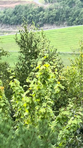 Natural scenery along rest area in Tioga, PA #nature #reststop #tree
