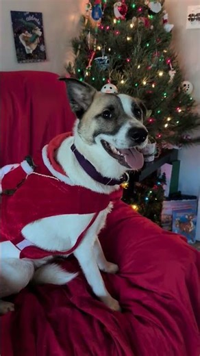 Christmas Doggies - Stanley, Buttercup, Skye, Junie & Bo