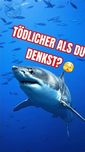 Der Weiße Hai - 9 unglaubliche Fakten in nur 60 Sekunden! #WeißerHai #Hai #Haie #Ozean #Meer #shorts