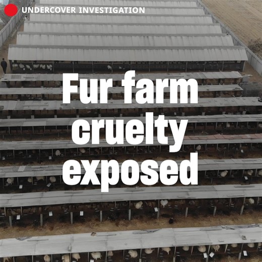 62K views · 3.5K reactions | The fur trade is a deadly business. Millions of animals raised for fur spend short, miserable lives in small wire cages. We work to end the fur trade by exposing how animals are trapped & killed for fur fashion. Your donation can make a big difference for animals in need. Please, DONATE NOW to support all our lifesaving work protecting animals from abuse, neglect, and cruelty. | Humane World for Animals | Facebook
