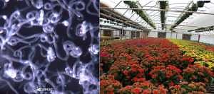 Nematodes in ornamental plant production: Good or bad?