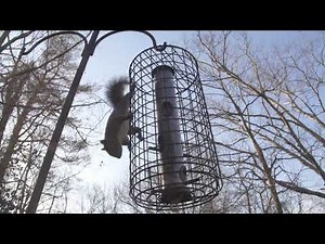 Wild Birds Unlimited - Squirrel Proof Commercial - 15 Seconds