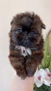 Beautiful Solid Brindle Shih Tzu puppy Maya at 8 weeks #shihtzu #shihtzuhair #shihtzusofinstagram #puppy #puppylove #dog #doglover #pet #imperialshihtzupuppy | Ma Lor