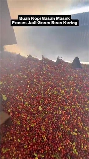 Most People Get It Wrong! Fresh Coffee Cherries Processed Into Green Beans ☕🔥