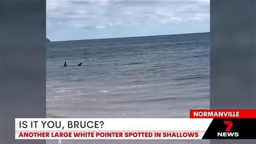 Shark spotting season continues with a massive predator cruising past beachgoers at Normanville. Download the 7NEWS app: 7news.link/7newsapp #7NEWS | 7NEWS Adelaide