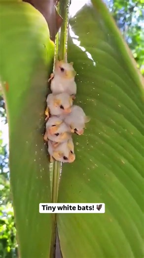 🌿 Did you know? The Honduran white bat is one of the only bats with pure white fur! 🦇 These tiny, adorable creatures make "tents" out of banana leaves to hide from predators in the rainforests of Central America. Despite their ghostly look, they’re totally harmless and help the forest grow by spreading seeds. Nature’s little gardeners! 💚 #WhiteBat #NatureFacts #HonduranWhiteBat #RainforestWonders | Creature Trending