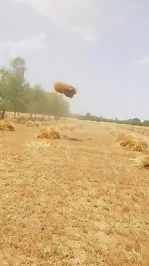 Harvested Crops: Beautiful Rural Scene with Hay Stacks