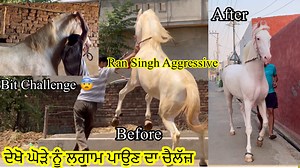 40K views · 936 reactions | Stallion Ran Singh ji| Horse Aggression ਦੇਖੋ ਘੋੜੇ ਨੂੰ ਲਗਾਮ ਪਾਉਣ ਦਾ ਚੈਲੱਜ਼ #beanttulewal #horse | Beant Tulewal | Facebook