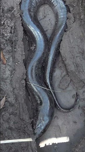 Flipping Giant Amphibians in Dried Pond!