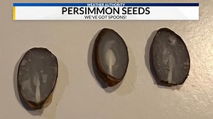 Weather Folklore: Persimmon Seeds Predict Winter Weather
