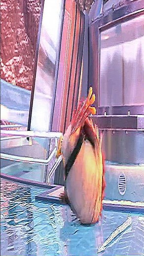 Epic Dance Showdown Angry Birds