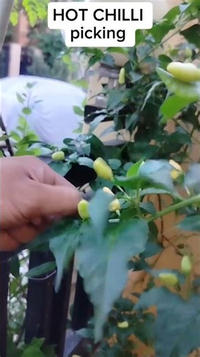 HOT CHILLI picking #gardening