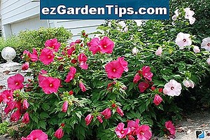 Rose Mallow 🌱 Tips Tuinders - Nl.ezGardenTips.com