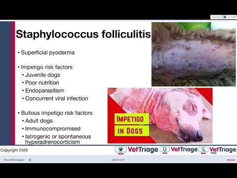 Scratch That! The Biggest Errors in Diagnosing Skin Disease | Blue Buffalo | NAVC | Vetfolio