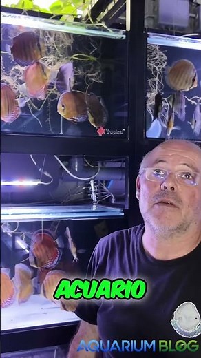 How long does a wild discus fish live? And what about a hybrid discus fish? #aquariums