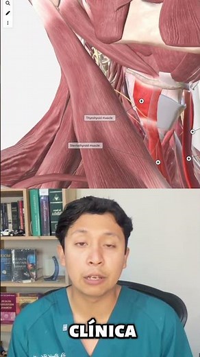 Los triángulos del cuello organizan estructuras clave para la clínica. #medicina #anatomia