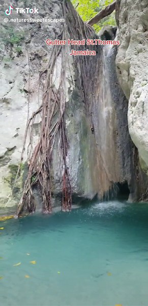 Exploring the Serene Gutter Head River in St. Thomas Jamaica