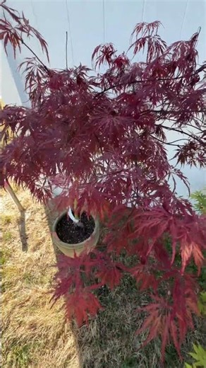 The color of the Japanese maple “Orangeola” is stunning!