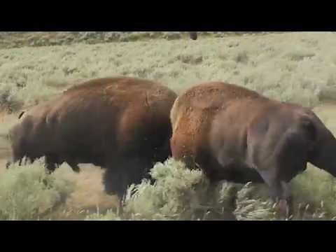 Bison fighting in Yellowstone