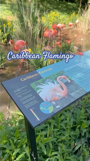 🦩Caribbean Flamingo 🦩 #travel #viral #animals #vlog #usa