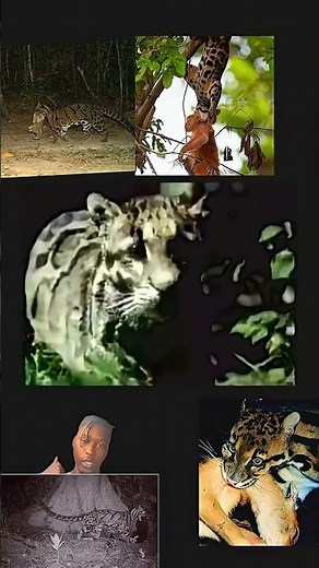 Clouded leopard prey list 😳 #animals #animalfacts #explore #fyp #learn #viral #nature