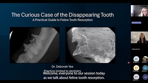 Feline Tooth Resorption with Dr. Deborah Yee