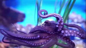 Fun fact: A female octopus is called a hen, their scientific name is octopoda, and they are very fast #octopus #octopuses #octopoda #sealife #marinelife #oceanlife #underwater #octopusesarecool #ocean #sea #strawberryjellyfishmoon