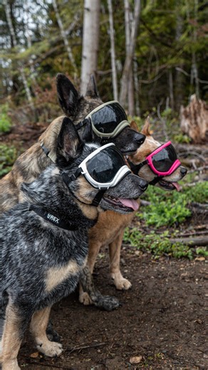 Is your pup new to their Rex Specs gear? Check out this training tip from our ambassador, Ali! Grab a plastic cup and cut the bottom off. Cover any sharp edges with tape so no one gets poked. Lure your dog’s nose into the large end of the cup and administer treats from the small end of the cup. By using the cup to help your dog get used to sticking their nose into things, you can eliminate any negative or fearful associations with their new gear, and make training easier. 🐾 📷 @west_coast_heele