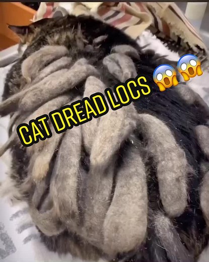 Cat with Dreadlocks | Unique Grooming Challenge