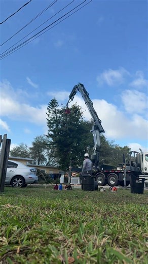 How much does it cost to remove trees like this? #treeremoval