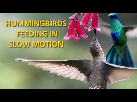 Hummingbirds Feeding on Flowers and Flying in Slow Motion