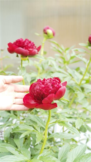 1.9K reactions · 37 comments | PEONIES QUICK TIP  trim off your seed pods once your peony is done blooming to promote stronger peony growth for the next season! | Tonkadale Greenhouse | Facebook