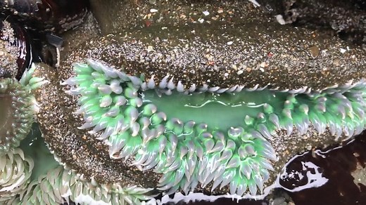 Is the sea anemone a plant or an animal? Join us to learn about this unique species that adorns the rocks along our coast! | Sonoma County Regional Parks